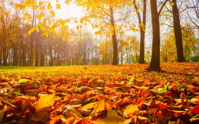 #064 Creating Mind Health and Wealth